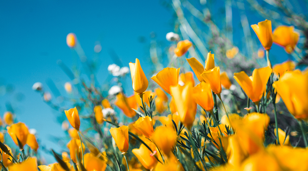 Orange flowers in the sun.