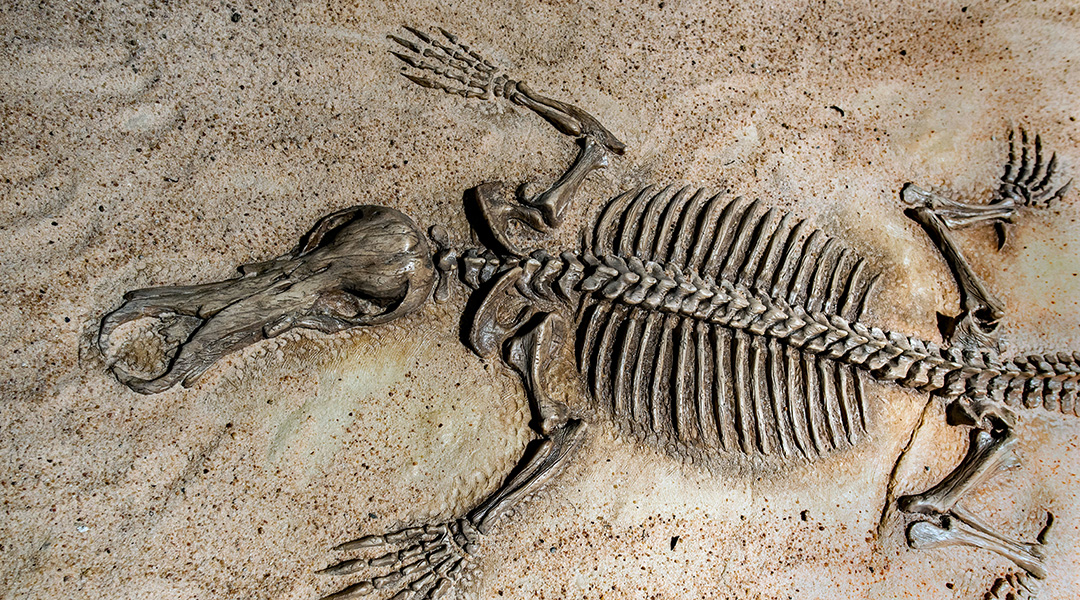 A platypus fossil in rock.
