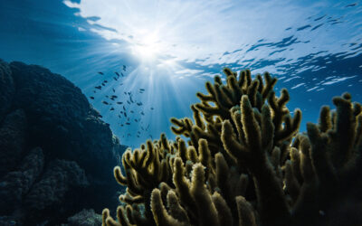 Gold nanoparticles could help coral reefs avoid extinction