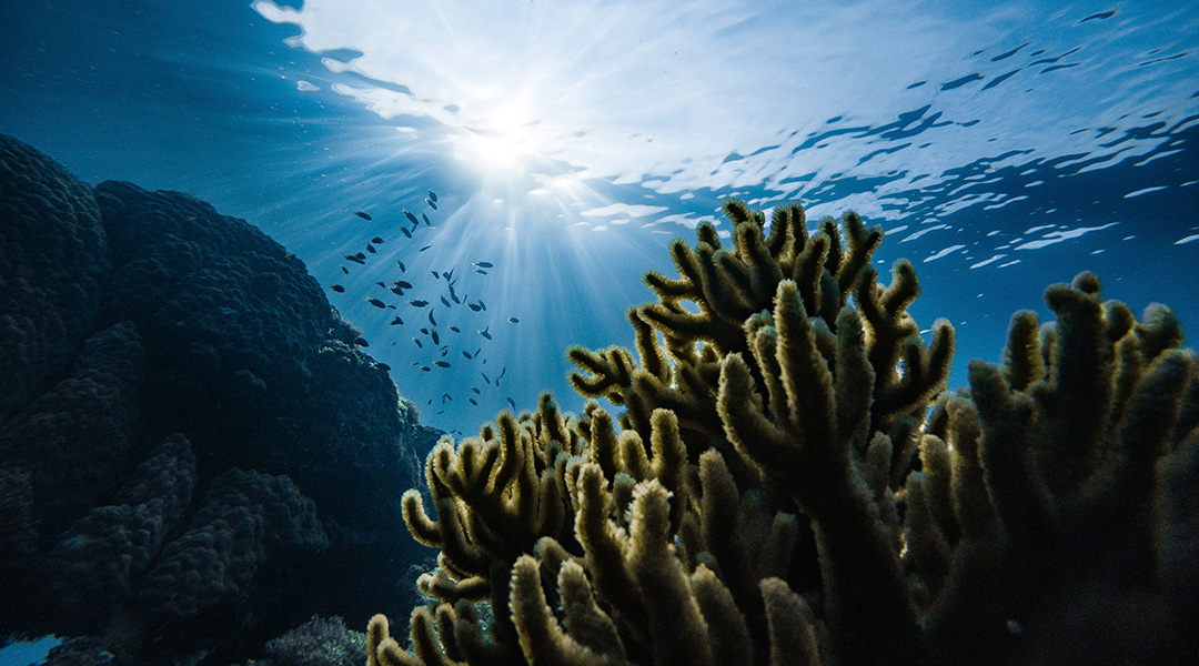 A coral reef underwater.