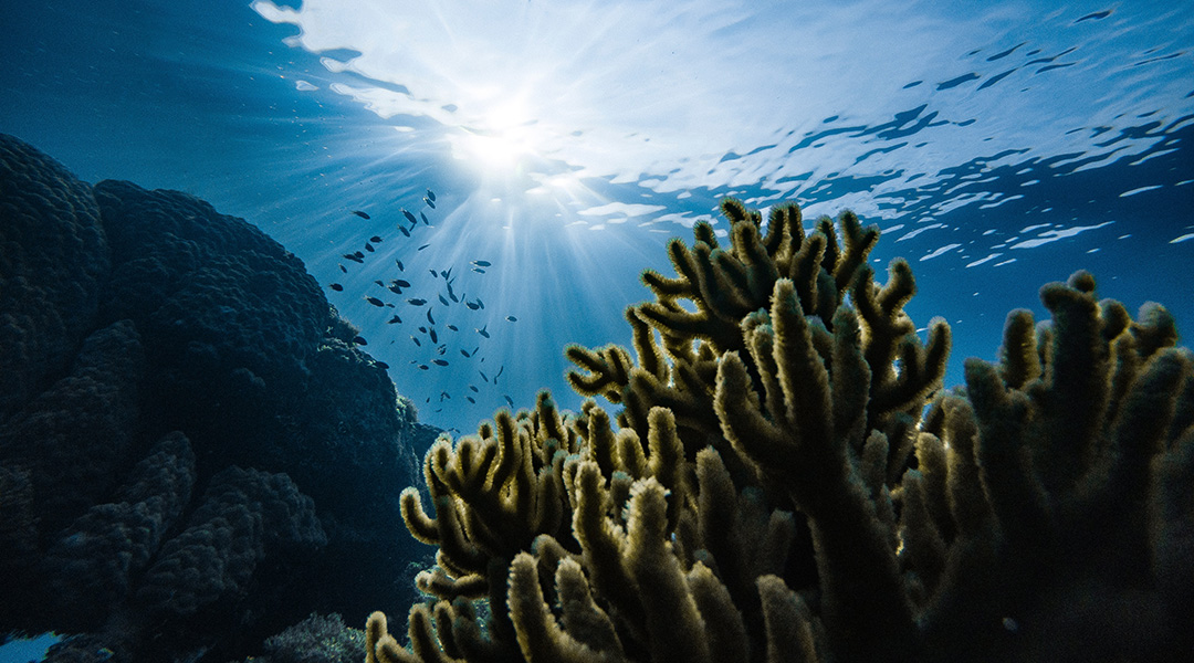 Gold nanoparticles could help coral reefs avoid extinction