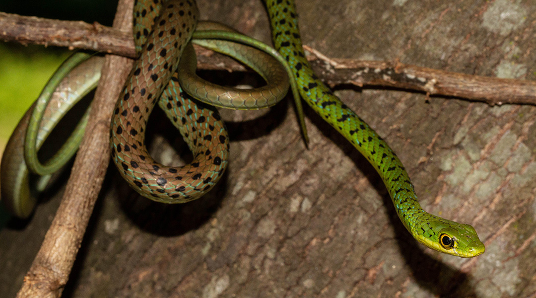 Image of a snake in a tree.