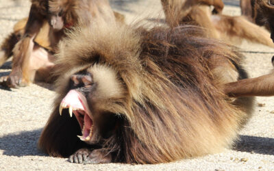 Contagious yawning in gelada monkeys triggered by yawn sounds