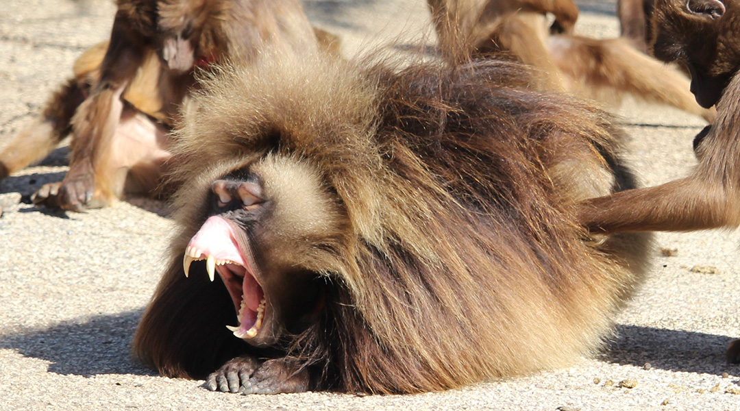 Geladas monkey yawning.