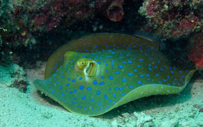 The colorful secret behind stingrays’ electric blue spots