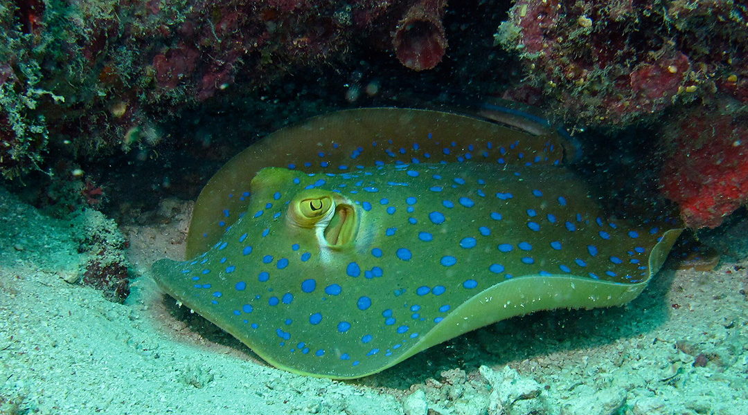 A ribbontail sting ray.