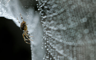 Making spider silk from tobacco plants