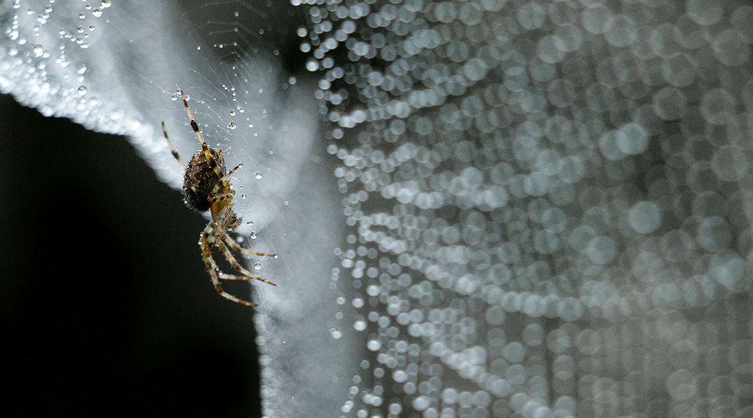 A spider in its web.