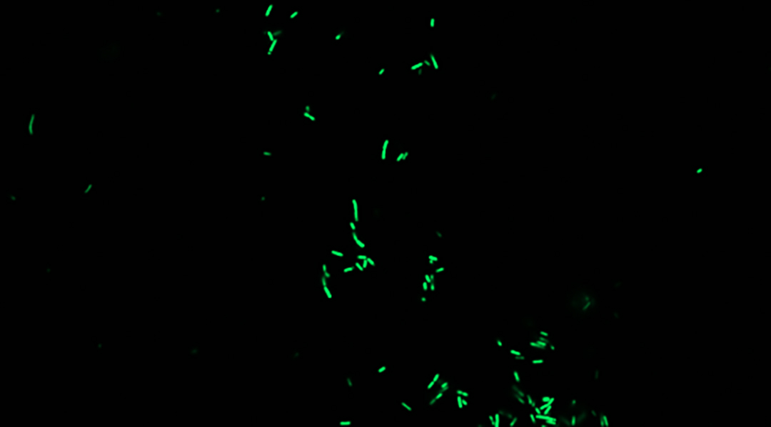 Glowing bacteria in bee feces.