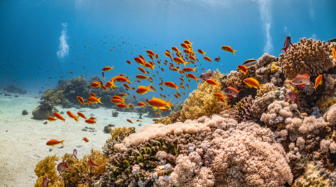 Coral reef with fish in the foreground.
