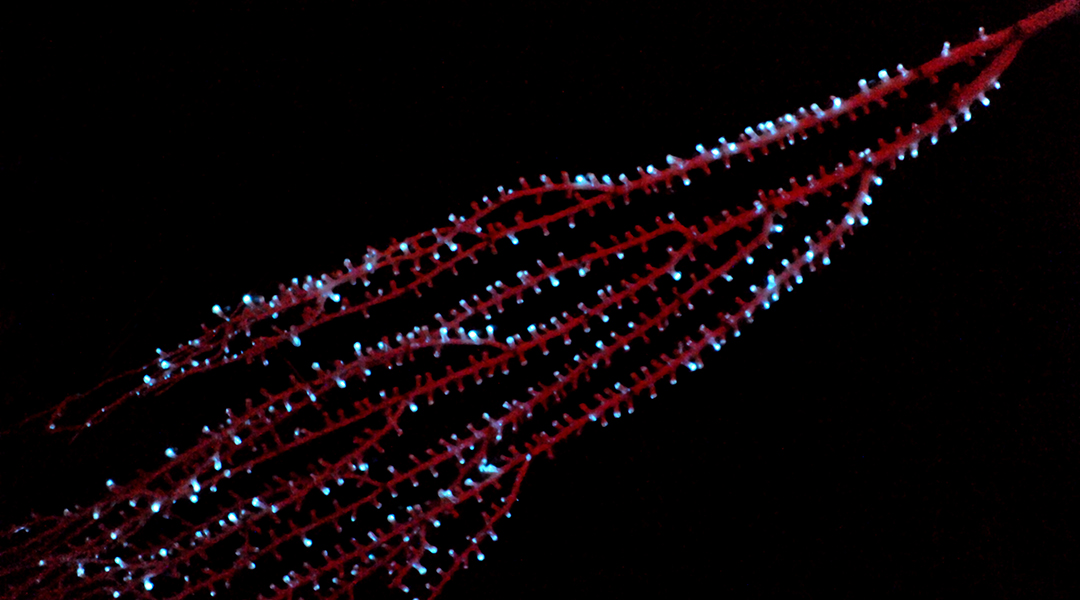 Bioluminescence in octopus coral.