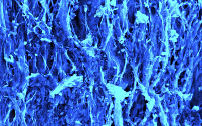 Mushrooms could be the next big thing in energy storage