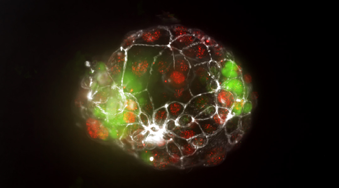 An artificial embryo to study twinning events.