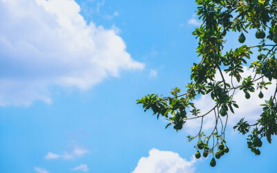 Avocado tree waste used to make sustainable food packaging