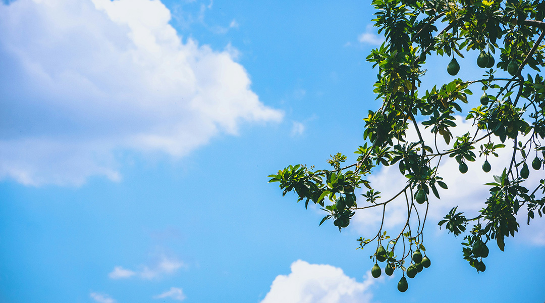 An avocado tree against a blue sky.