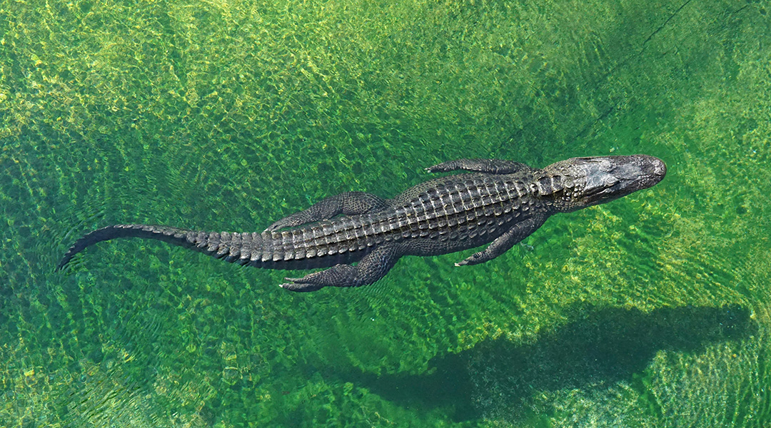 A crocodile swimming in a river.