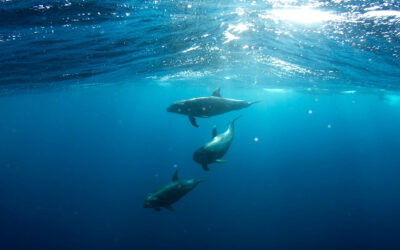 Invisible underwater robots