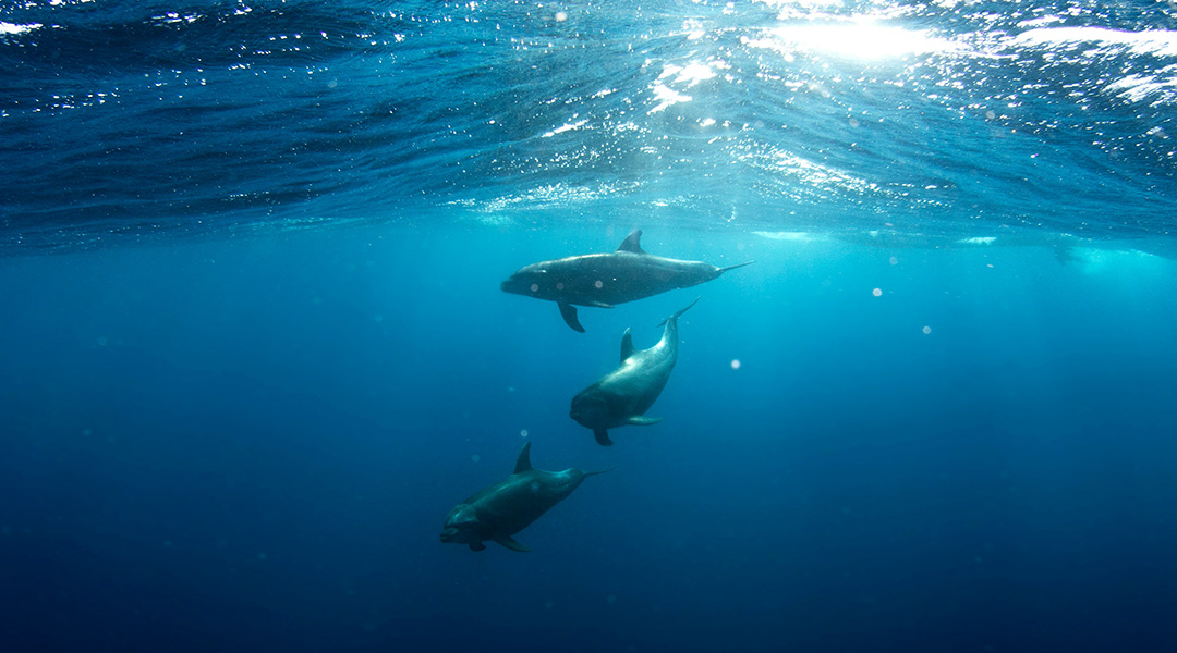 Dolphins swimming underwater.