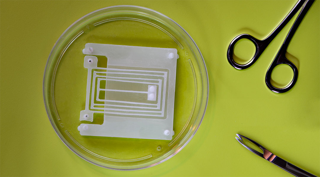 Image of a robot that uses living tissue to move in a glass dish on a yellow background.