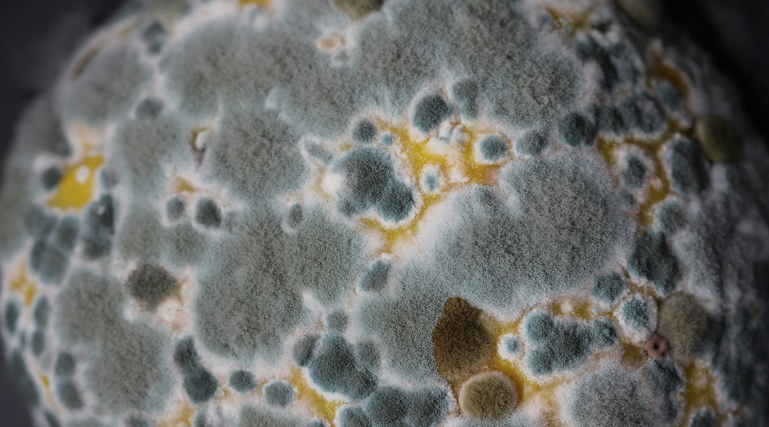 Mold growing on a lemon.