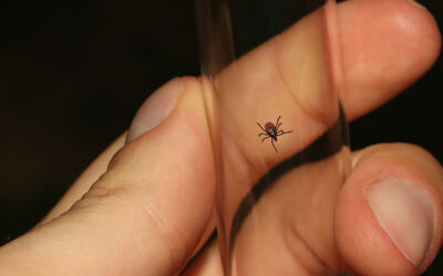 Red meat allergy on the rise, thanks to tick bites