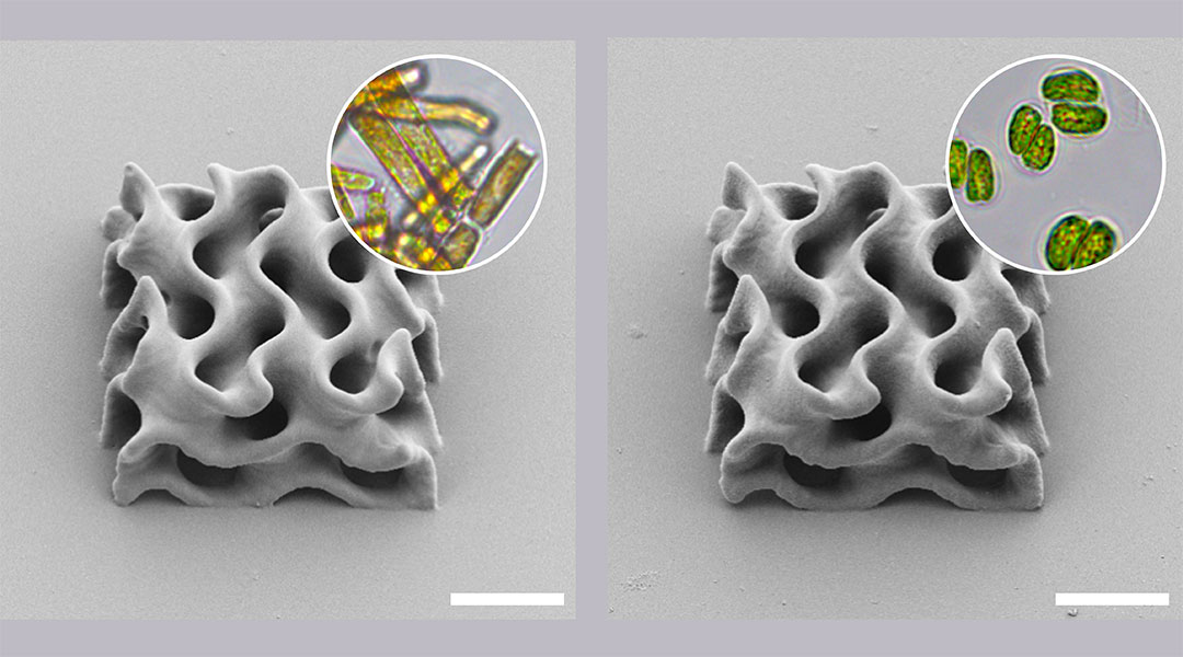 3D printing goes “green” with microalgae ink