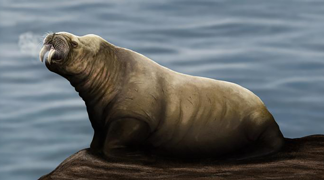 Extinct walrus-like species identified from old mandibles