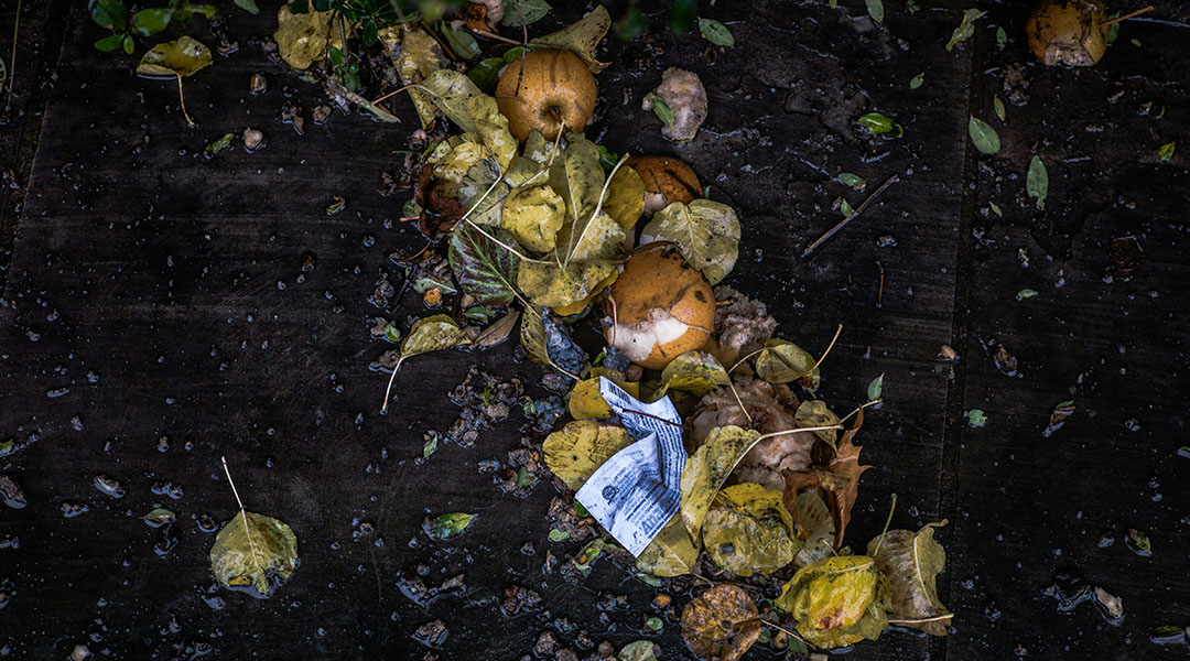 Biowaste finds new life in energy-harvesting devices