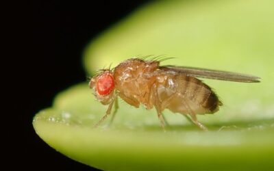 Behavioral Fever Helps Fight Parasitic Infections