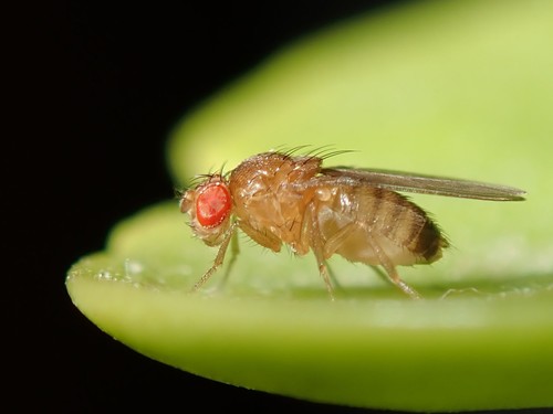 Behavioral Fever Helps Fight Parasitic Infections