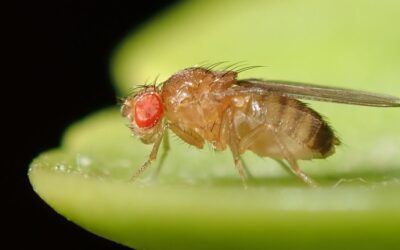 Behavioral Fever Helps Fight Parasitic Infections