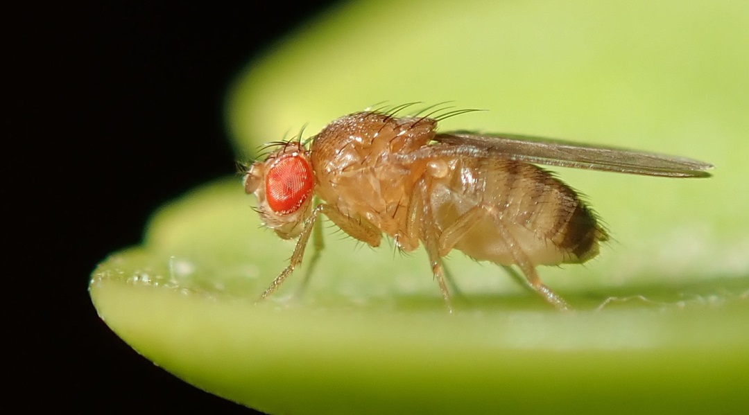 Behavioral Fever Helps Fight Parasitic Infections