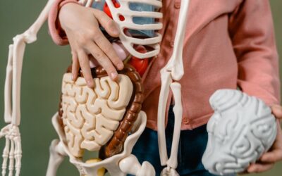Bone loss in obesity traced to gut microbiota