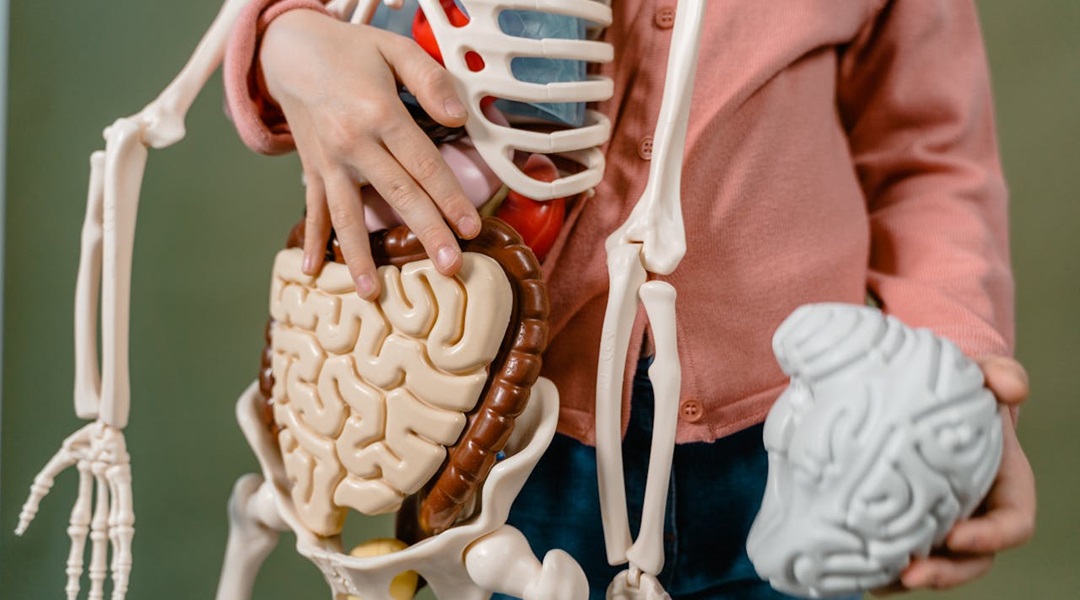 person holding plastic skeleton with plastic organs