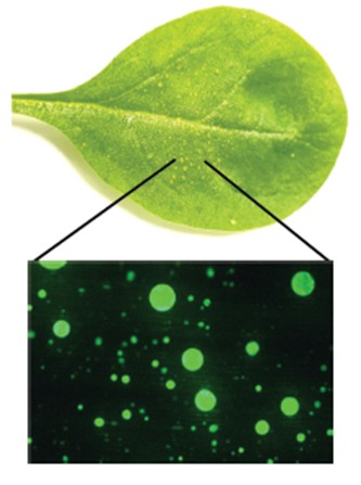 Droplet microlasers shown on a spinach leaf.