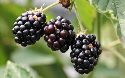 Fruit colour plays a smaller role in birds’ choice than previously thought