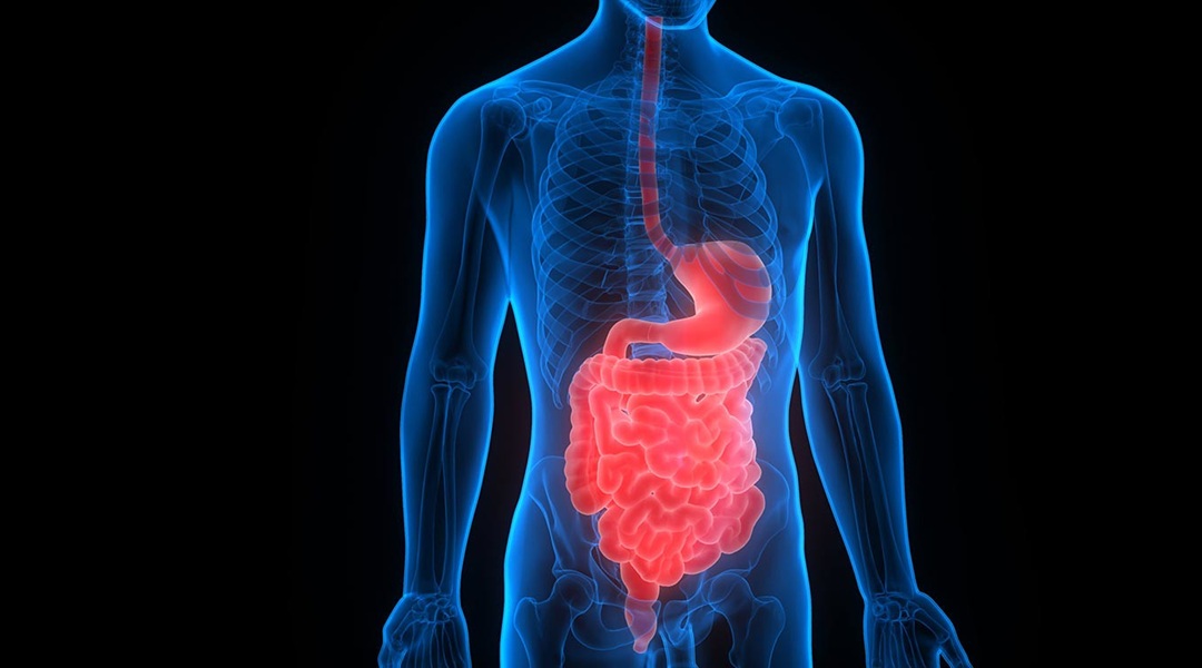 Honeysuckle’s therapeutic potential for Inflammatory Bowel Disease