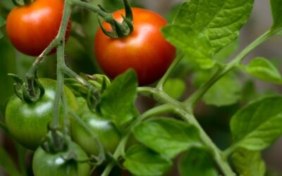 Pesticide-free, climate-smart agriculture with “SafeWax”