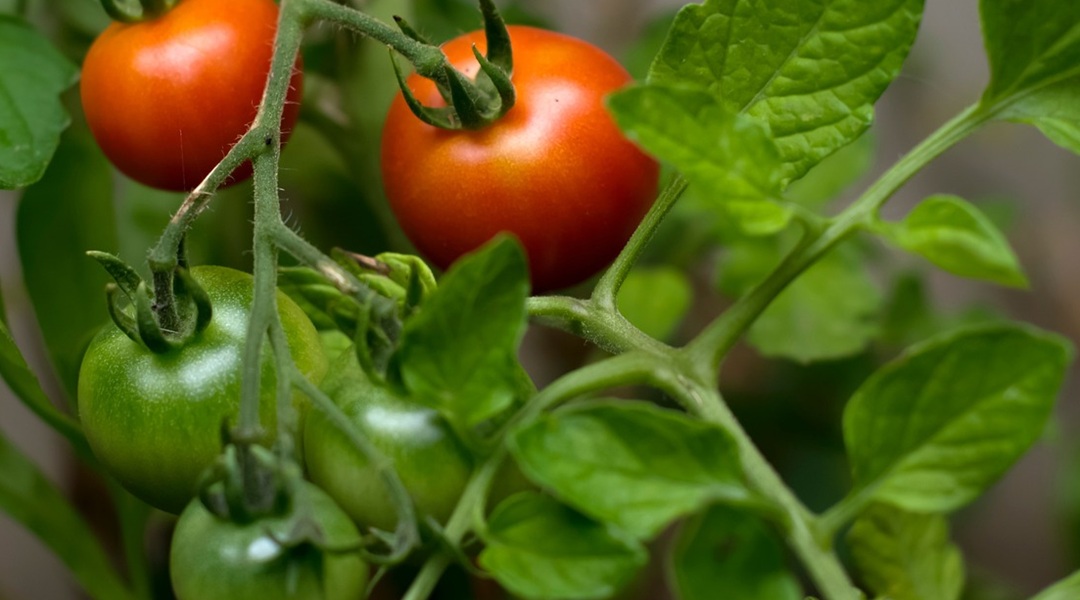tomato plant with red and green tomatoes and leaves