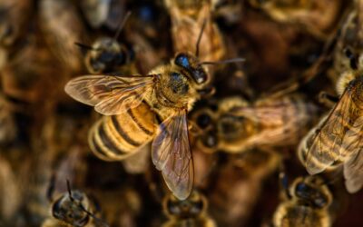 More vulnerable honey bees buffer the hive against heat stress