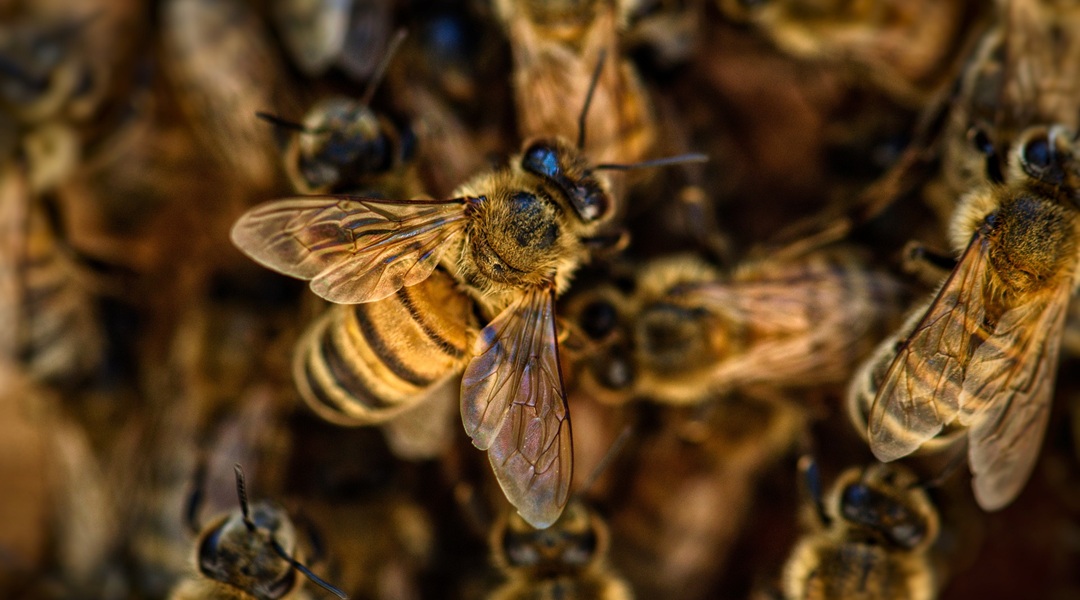 honey bee, against a background of other bees