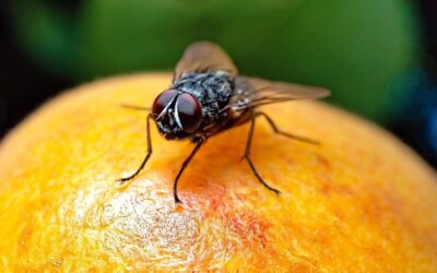 Fruit flies are mapping the ecological cost of urbanization