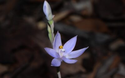 Sun orchids successfully trick bees with false anthers