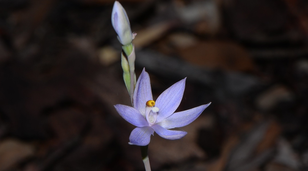 Bees fooled by clever mimicry help to pollinate sun orchids, driving up fruit production by as much as 20%.