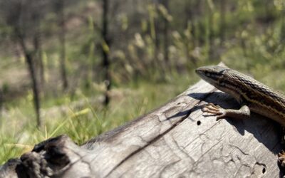 Mediterranean lizards lighten their coloration to cope with wildfire heat