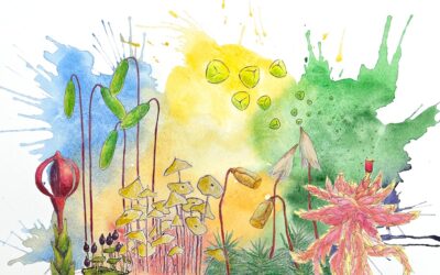 Airborne DNA reveals shifting reproductive timing in bryophytes