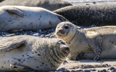 Spines of pinnipeds were adapted for marine life and swimming styles