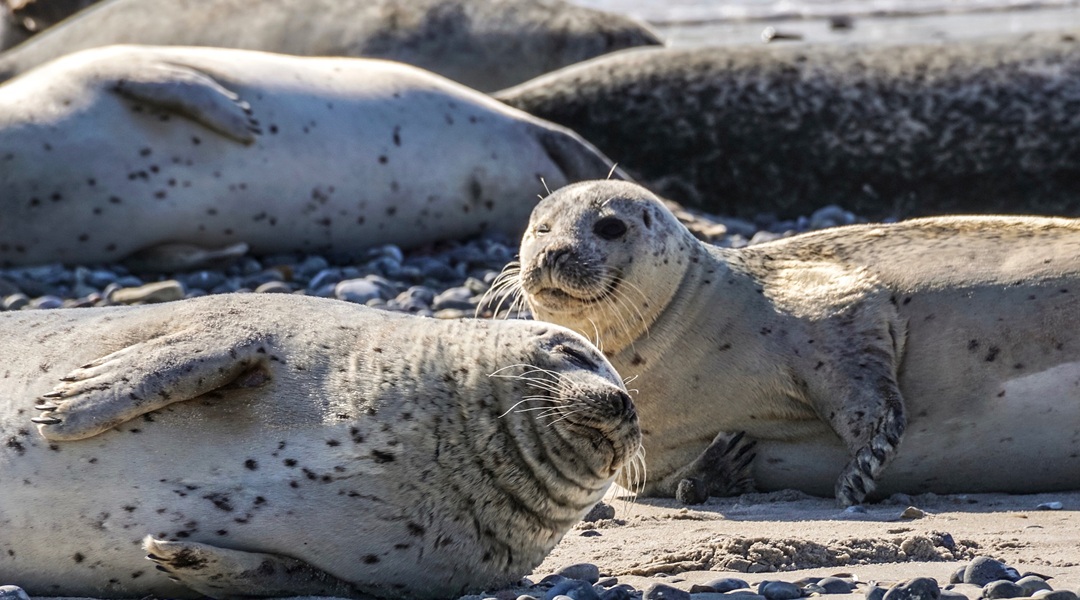 Pinnipeds on the beach