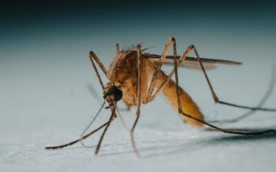 Researchers successfully freeze and revive Anopheles gambiae mosquito larvae