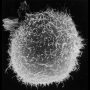 Image of a macrophage on a black background.